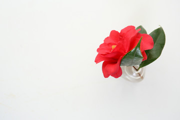 camellia flower in a glass vase on a table. copy space