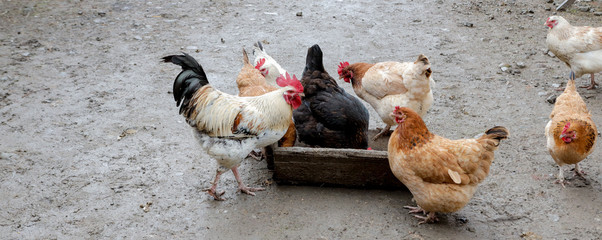 A group of free range chickens eating outside on a farm