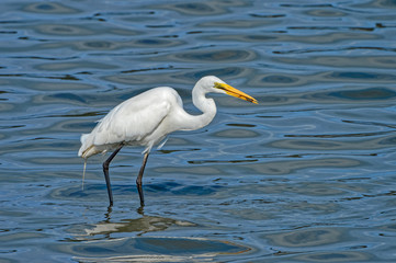 eastern great egret Ardea alba modesta in Fukuoka, Japan