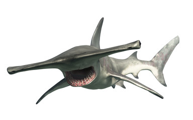 A hammerhead shark swims by you.  Beware this aquatic predator. 3D illustration