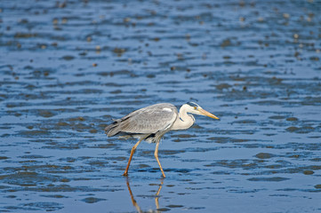 grey heron Ardea cinerea in Fukuoka, Japan