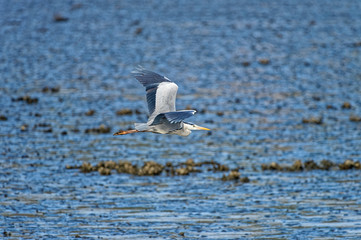 grey heron Ardea cinerea in flight, Fukuoka, Japan