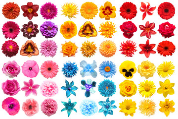 Big collection of various head flowers orange, purple, yellow, pink, blue and red isolated on white...