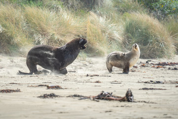 sea lions on a beach