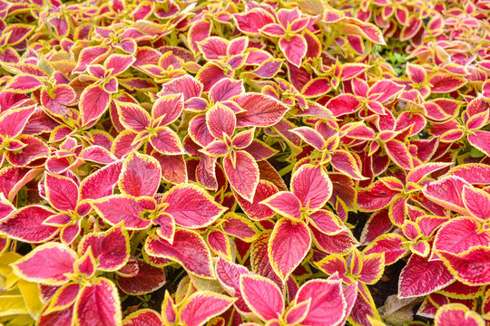 Garden coleus plants with bright red leaves cover themselves with a flower bed