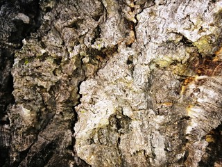 -	trons of trees with different colors and really attractive shapes.