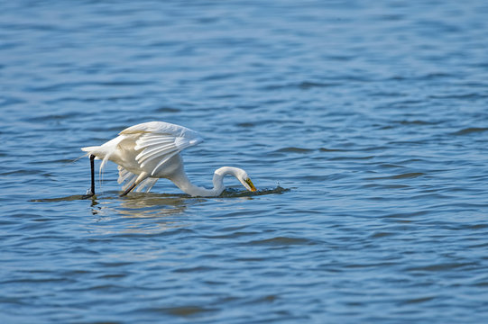 eastern great egret Ardea alba modesta fishing in the sea	
