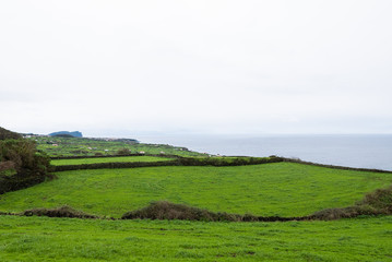 Fototapeta na wymiar Scenic pastureland by the sea with single tree, Terceira Azores Portugal 