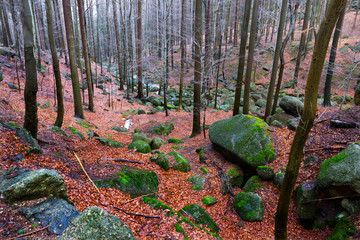 North Bohemia forest Landscape with its Boulders and Trees, Jizera Mountains, Czech Republic