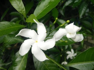 Obraz premium lily of the valley