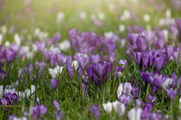 Fresh green field or meadow with sunshine and colorful blooming crocuses, selective focus, springtime nature background
