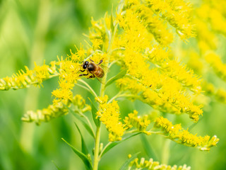 Bee on Yellow