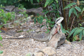Australian Water Dragon