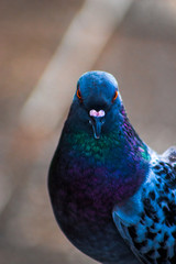pigeon on blue background