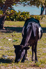 horse and horse (Montecristi)