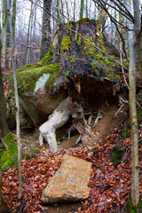 Obraz premium North Bohemia forest Landscape with its Boulders and Trees, Jizera Mountains, Czech Republic