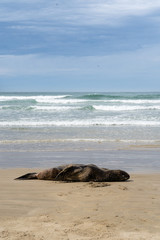 sea lion sleeping on the beach in new zealand