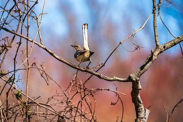Brown Thrasher Bird on a Branch