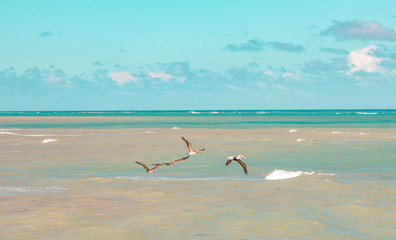birds on the beach (Montecristi)