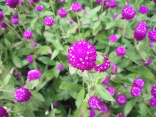 purple flowers in the garden