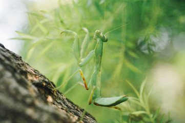 young mantis climbing a tree