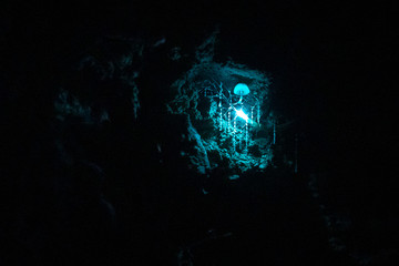 Beauty of nature with glow worms in the dark