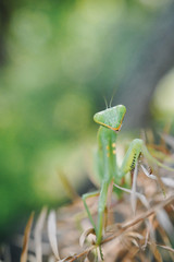 young mantis climbing a tree