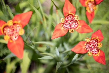 flor del dia