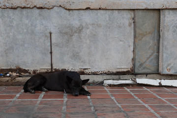 A black dog sleeps on footpath and metal backdrop.