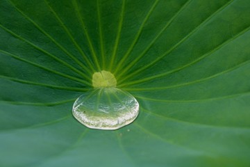 はすの葉　緑　癒し　夏　水滴　茨城　