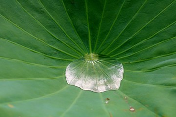 はすの葉　緑　癒し　夏　水滴　茨城　
