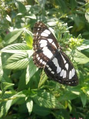 butterfly on a leaf