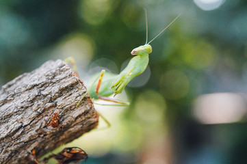 young mantis climbing a tree