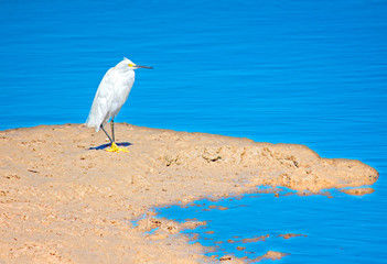 white heron perched on the seashore      