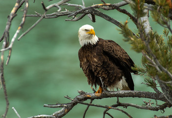 Bald Eagle over the Yellowstone