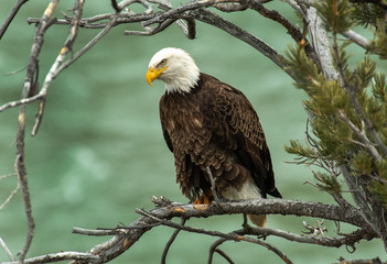 Bald Eagle over the Yellowstone © Chris