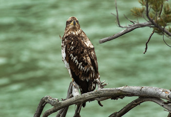 Bald Eagle over the Yellowstone