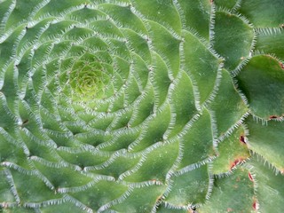 Rosette like leaf structure of succulent plant Flat-topped aeonium, latin name Aeonium Tabuliforme,...