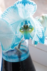 White Moth orchid flower, latin genus Phalaenopsis, with light blue corners and petal veins, caused by pouring stalk into blue coloured water in Erlenmeyer flask. 