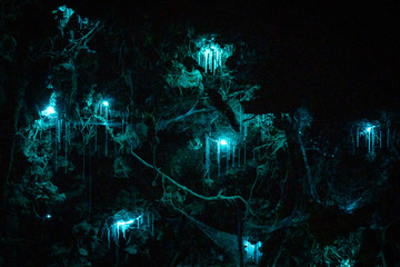 Beauty of nature with glow worms in the dark