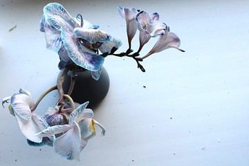 White Moth orchid flower, latin genus Phalaenopsis, with light blue corners and petal veins, caused...