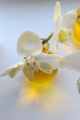 White orchids of Phalaenopsis genus with yellow petal veins caused by pouring stalk into yellow coloured water in round laboratory flask, also called florence or boiling flask. 