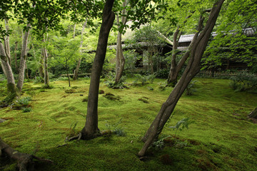 Impressive moss garden of Gio-ji temple in Kyoto, Japan