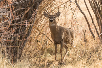 Whitetail Buck Hides in the Brush