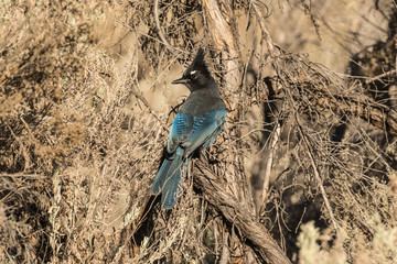 Stellar's Jay