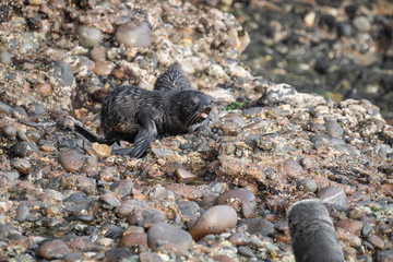 puppy seal plaing on the rocks