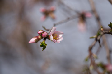 almonds tree  flowers on a twing bee blured background in spring season day