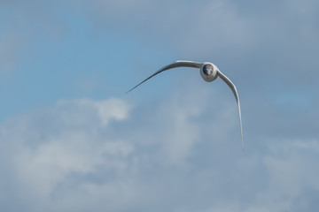 bird little gull flying front view laurus argentus