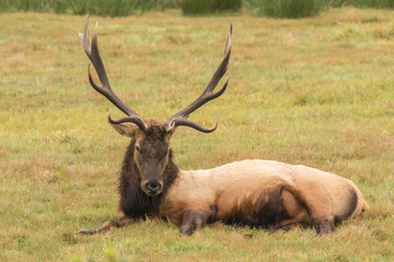 Naklejka na ściany i meble Bedded Bull Elk