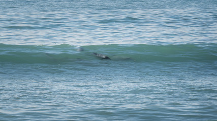 Hector dolphins surfing in the waves in New Zealand